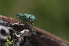 Chrysophana placida