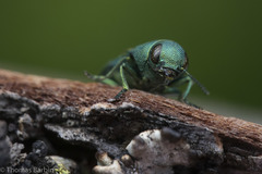 Chrysophana placida