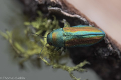 Chrysophana placida