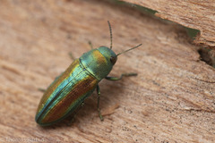 Chrysophana placida