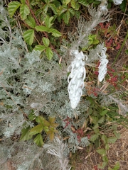 Artemisia pycnocephala