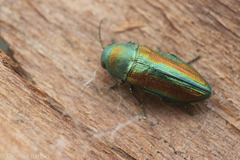 Chrysophana placida
