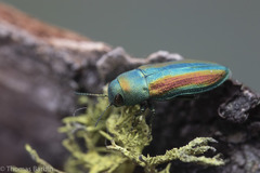 Chrysophana placida
