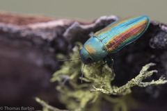 Chrysophana placida