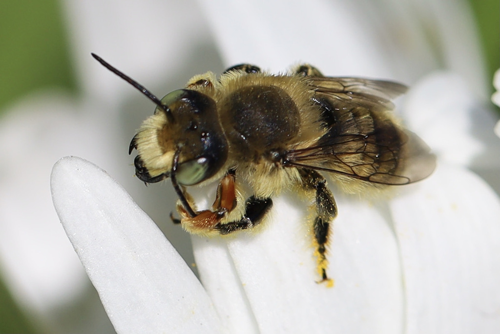 Western Leafcutter Bee
