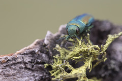 Chrysophana placida