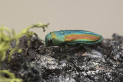 Chrysophana placida