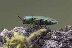 Chrysophana placida