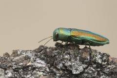 Chrysophana placida