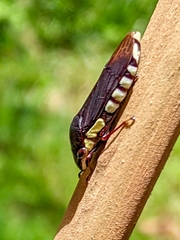 Pseudophera