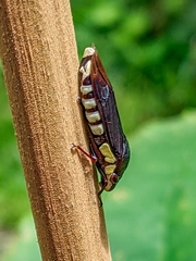 Pseudophera
