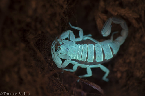 Northern Scorpion