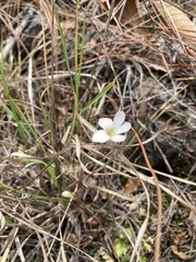Pinguicula heterophylla
