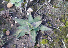 Ledebouria ensifolia