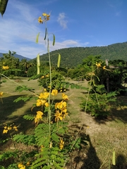 Caesalpinia pulcherrima flava
