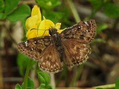 Erynnis martialis