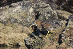 Butorides striata sundevalli
