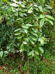 Cinnamomum iners