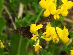 Erynnis martialis