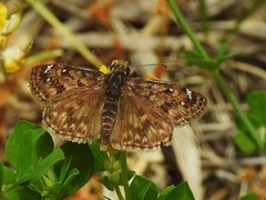 Erynnis martialis