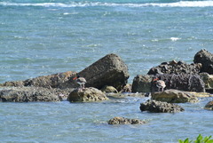 Haematopus palliatus