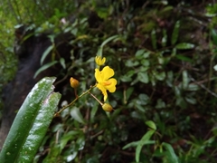 Ochnaceae