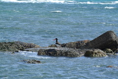 Haematopus palliatus