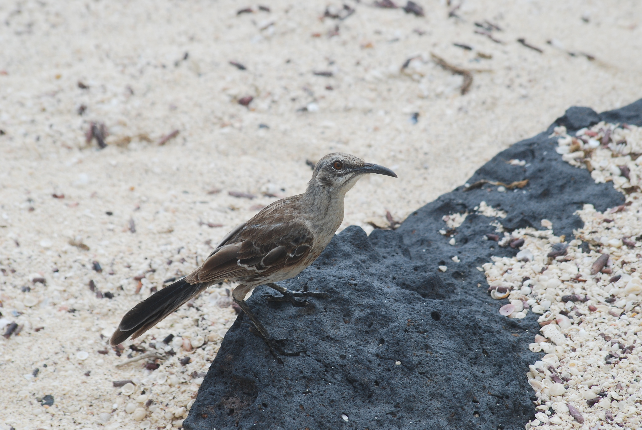Española Mockingbird illustration