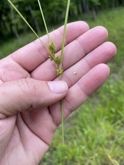 Carex arkansana
