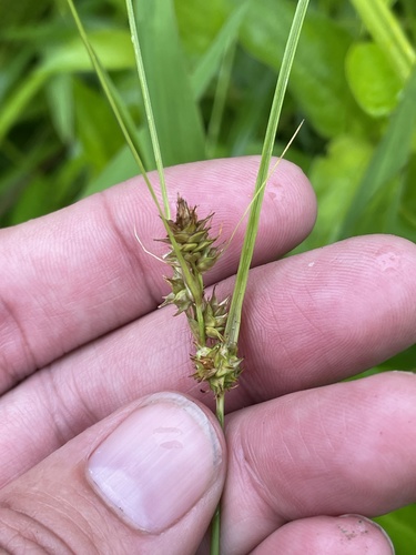 Arkansas Sedge (Carex arkansana)