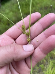 Carex arkansana