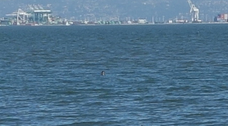 Phoca vitulina