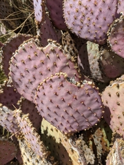 Opuntia santa-rita