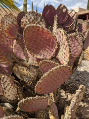 Opuntia santa-rita