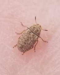 Trigonorhinus limbatus