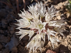 Allium nevadense
