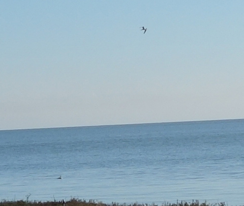 Laridae