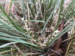 Lomandra effusa