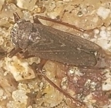 Bathysmatophorini