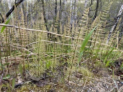 Equisetum pratense image