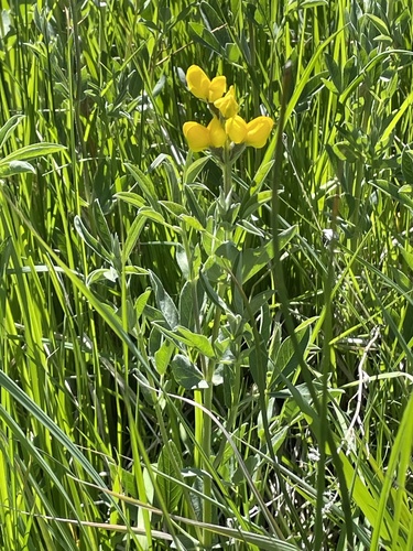 Thermopsis montana var. montana