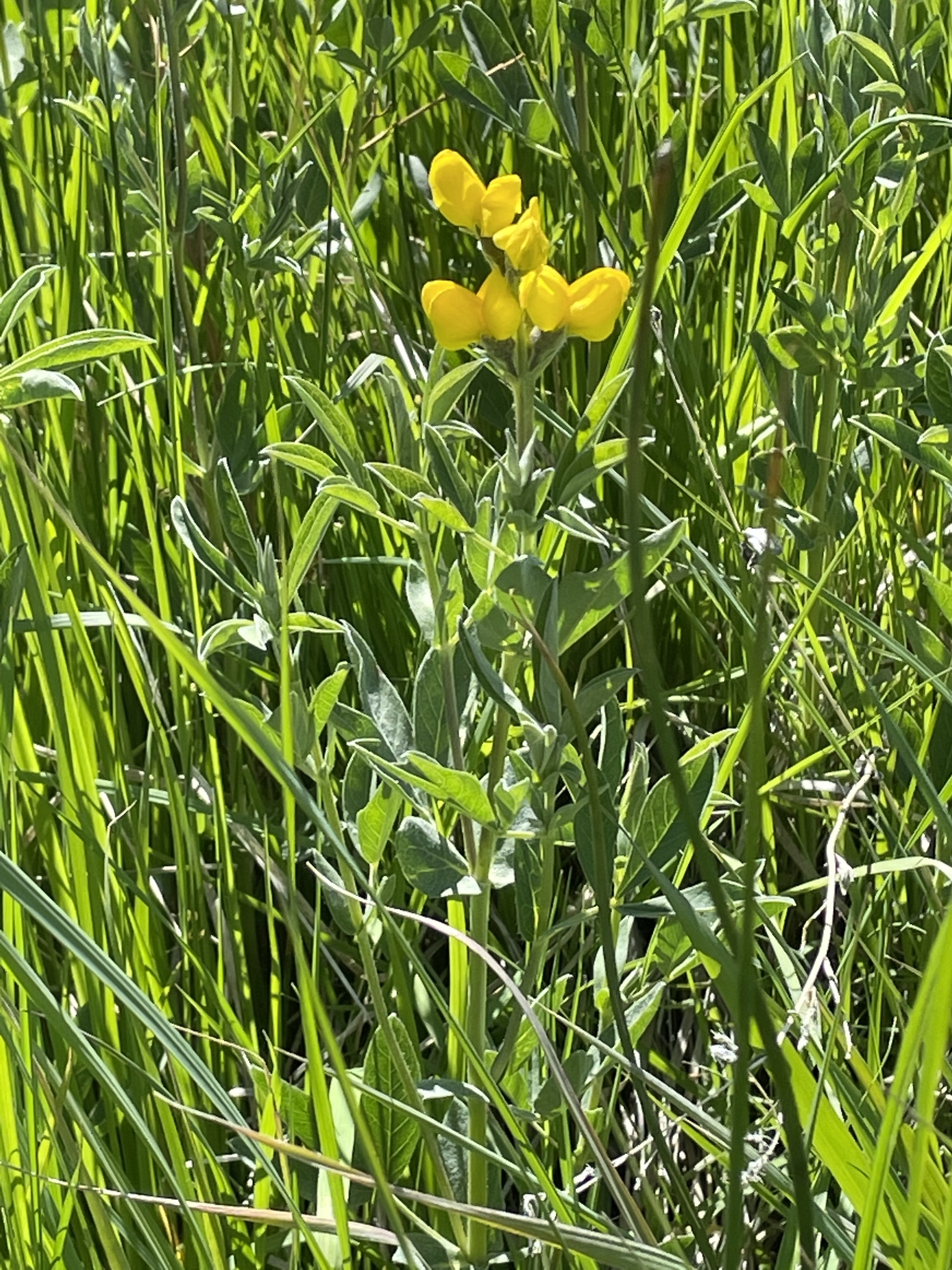 Thermopsis montana var. montana
