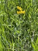 Thermopsis montana montana - Photo (c) helenlau, some rights reserved (CC BY-NC)