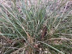 Lomandra effusa
