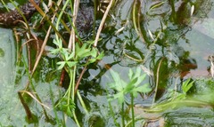 Ranunculus glabrifolius