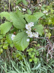 Crataegus succulenta