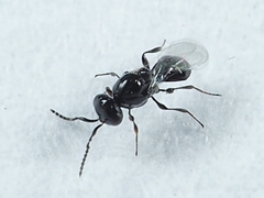 Platygaster