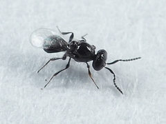 Platygaster