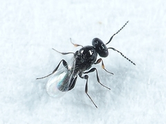 Platygaster