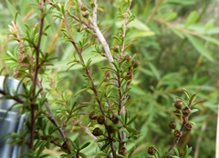Kunzea robusta